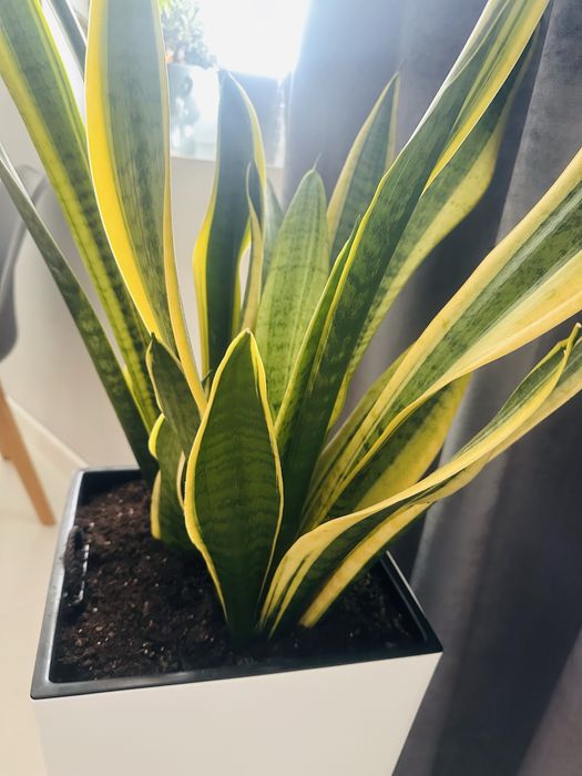 Roślina doniczkowa Dracaena trifasciata wężownica duża 65-70 cm