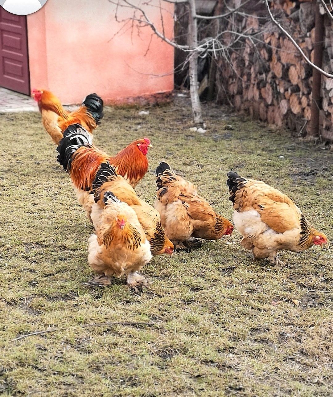 Продаються яйця курей Палива Брама