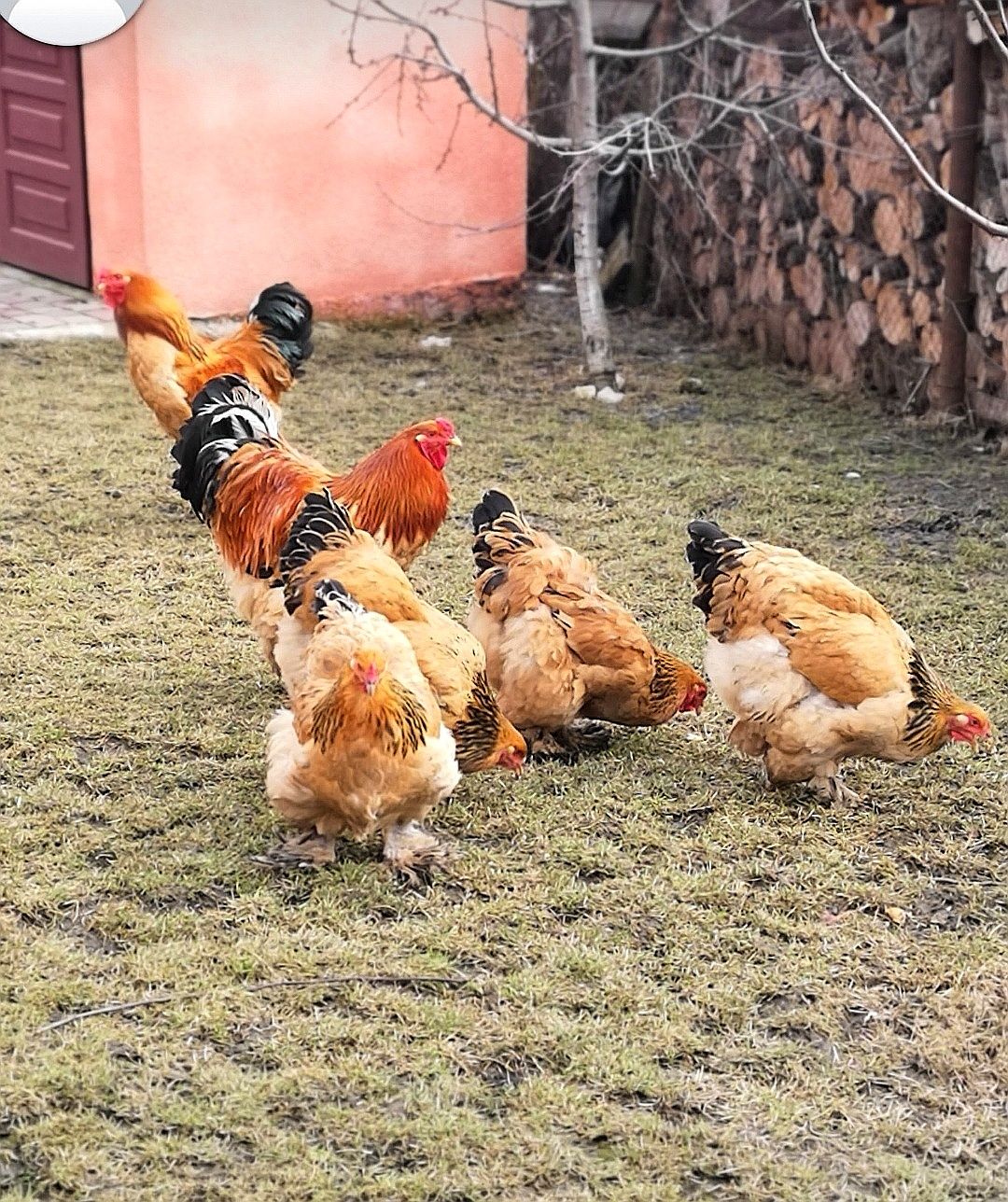 Продаються яйця курей Брама