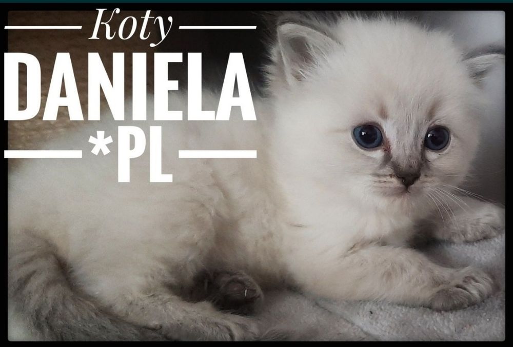 Ragdoll piękny kot do Felinoterapii FPL FIFE