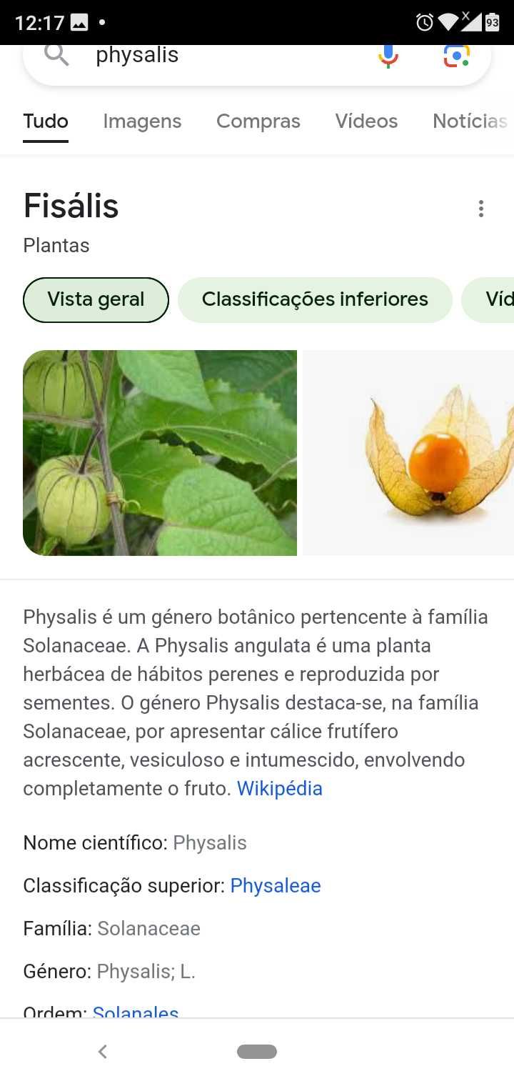 Vendo plantas de physalis