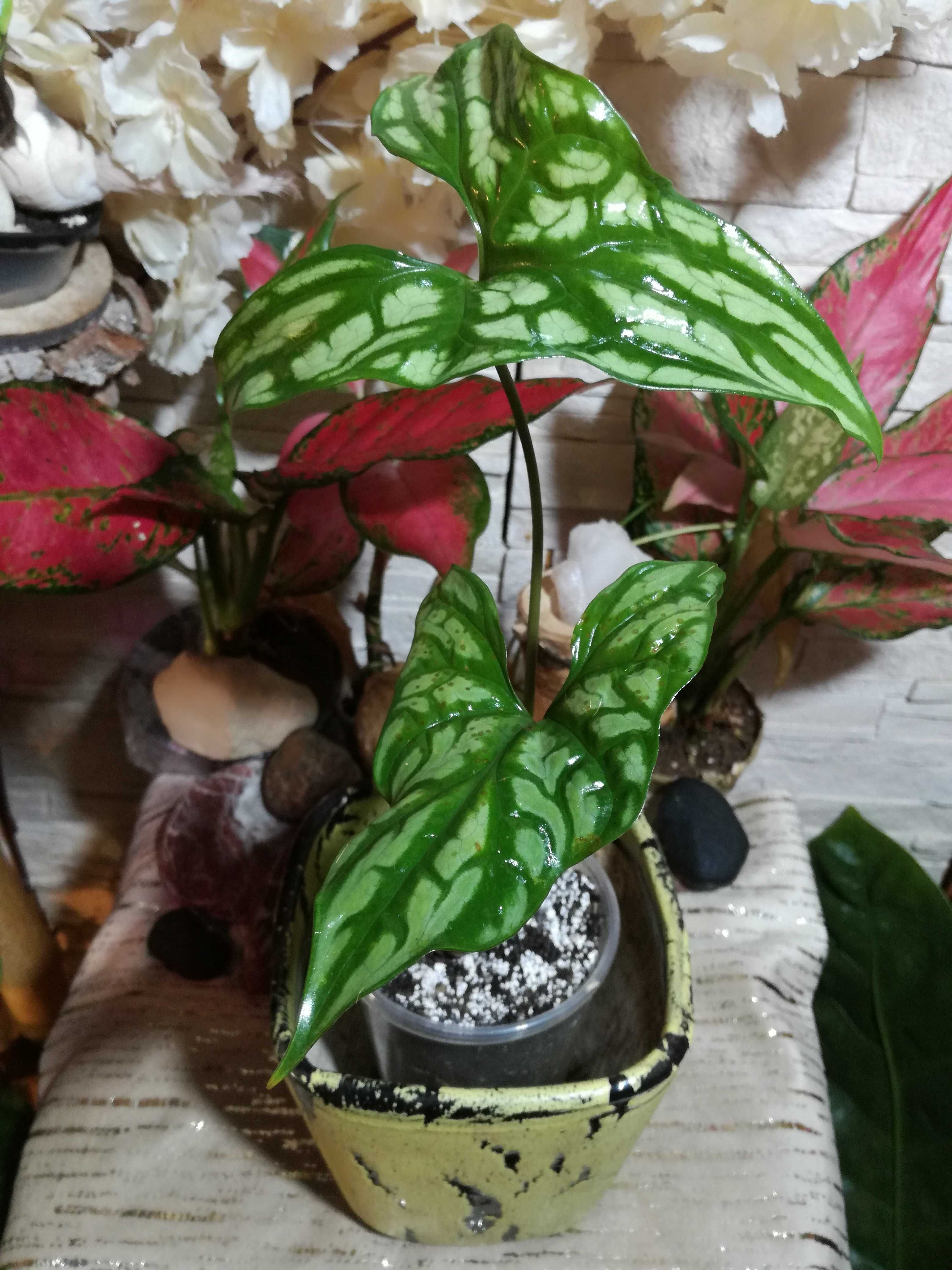 ORYGINAL Cercestis Mirabilis tank philodendron monster INTERNANTION