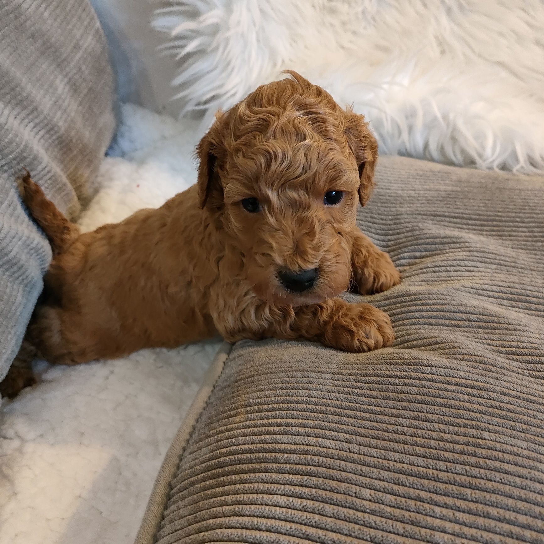 Śliczna suczka Maltipoo.