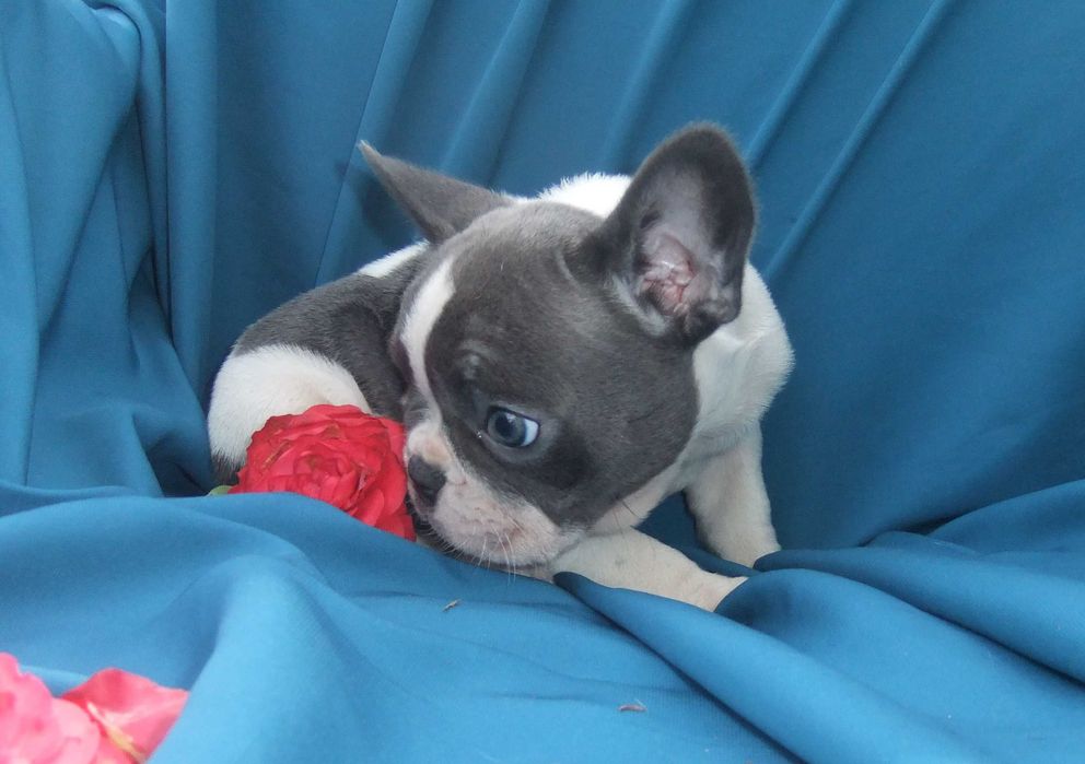 Buldogue Francês Cachorra cor blue pied