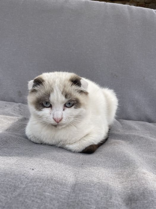 Британський висловухий