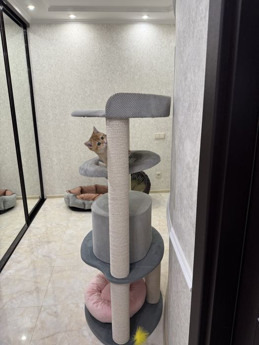 Кошенята золота шиншила. Дуже гарна дівчинка