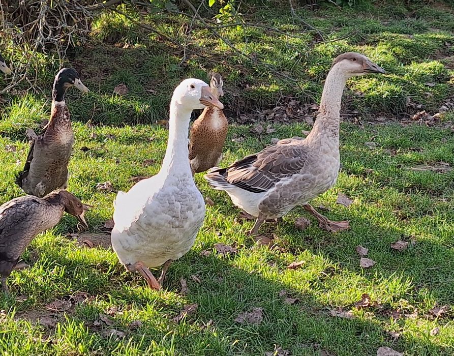 Gęsi młode kolorowe