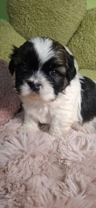 Piesek rasy shih tzu