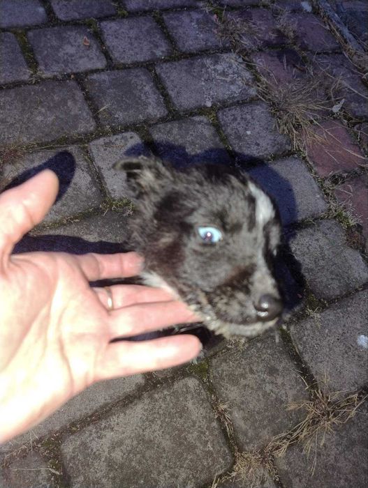 Синьоокі красуні