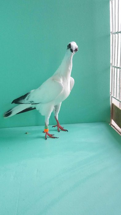 Gołębie ozdobne wiedeński, wiedeńskie lotne