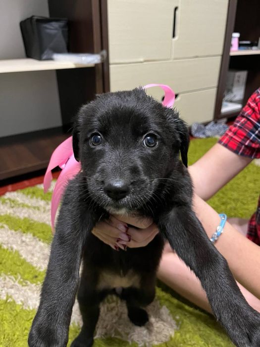 Віддам собачок в добрі руки