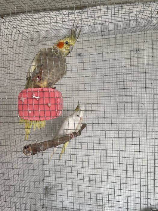 Caturras canela, arlequim e albina