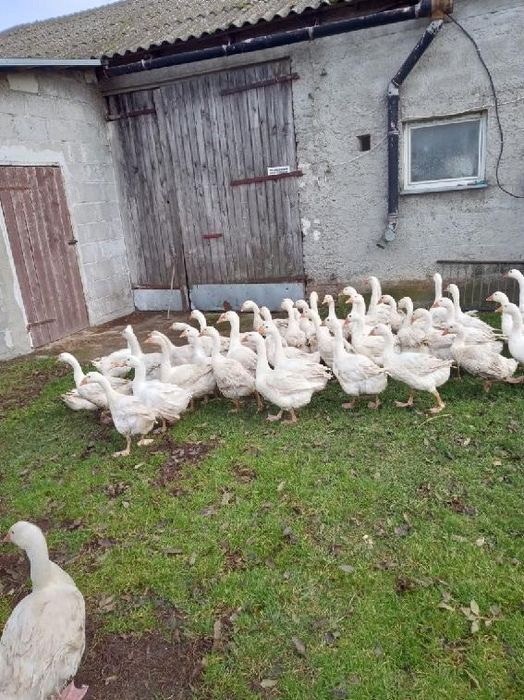 Sprzedam gęsi wybiegowe