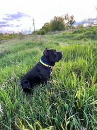 Cane Corso Italiano