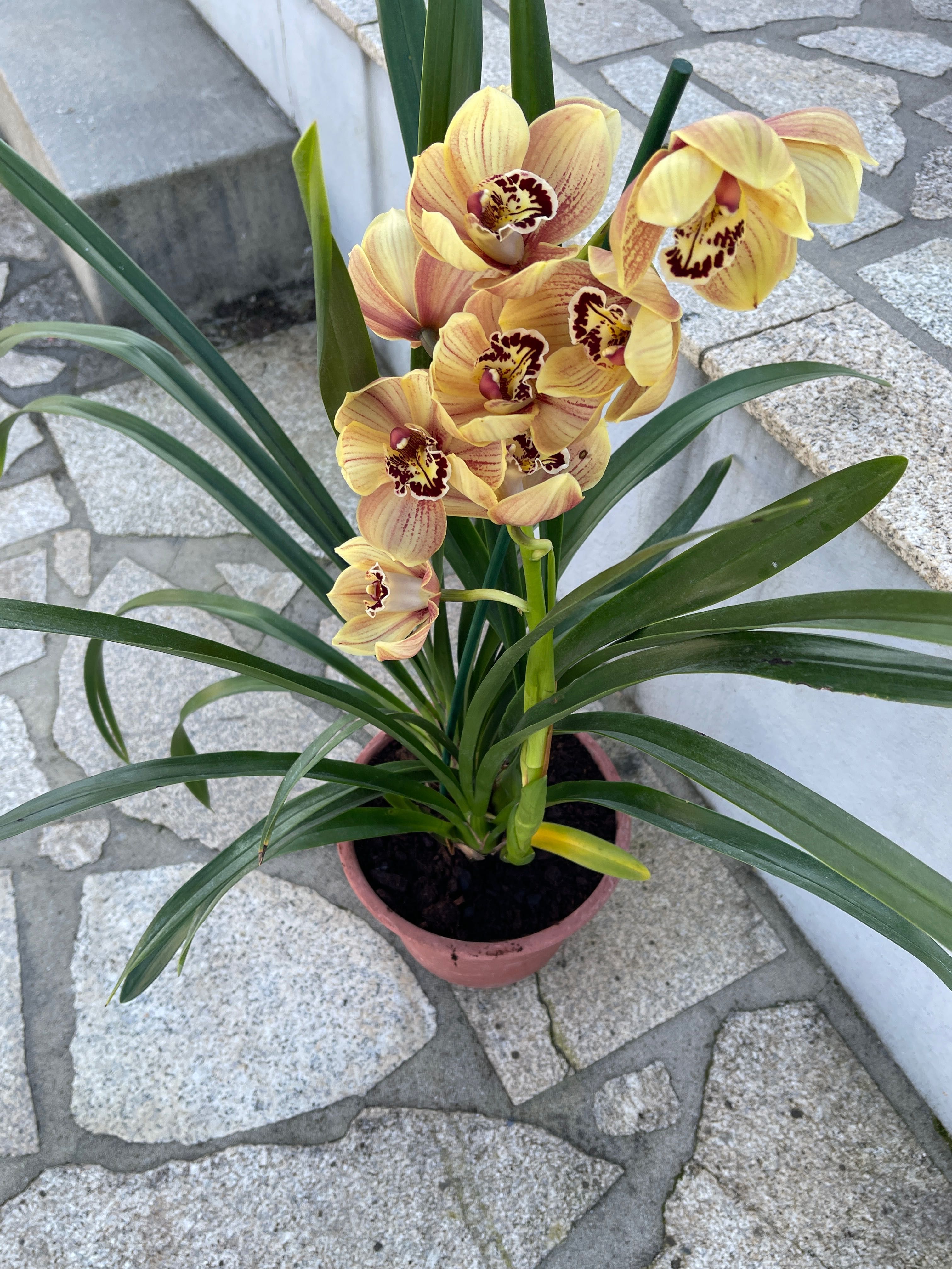 Orquídea para venda