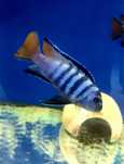 Pseudotropheus sp. elongatus mpanga. Pyszczaki z Malawi