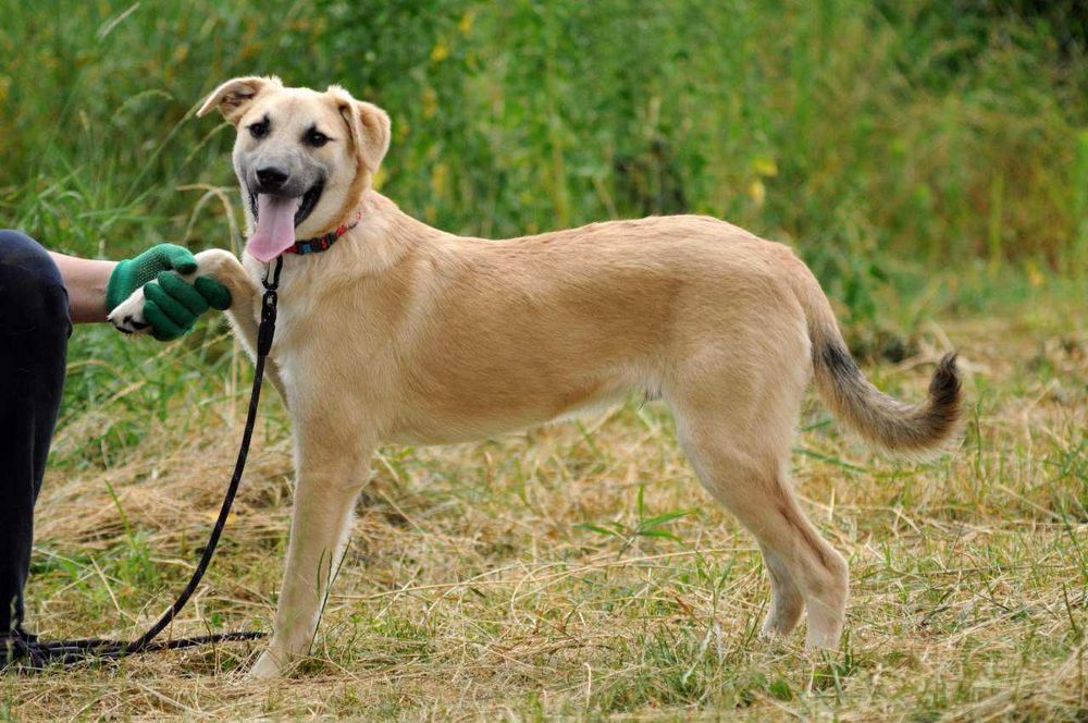 Настоящий друг на всю жизнь Амал, щенок 8 мес, ждет, щенок