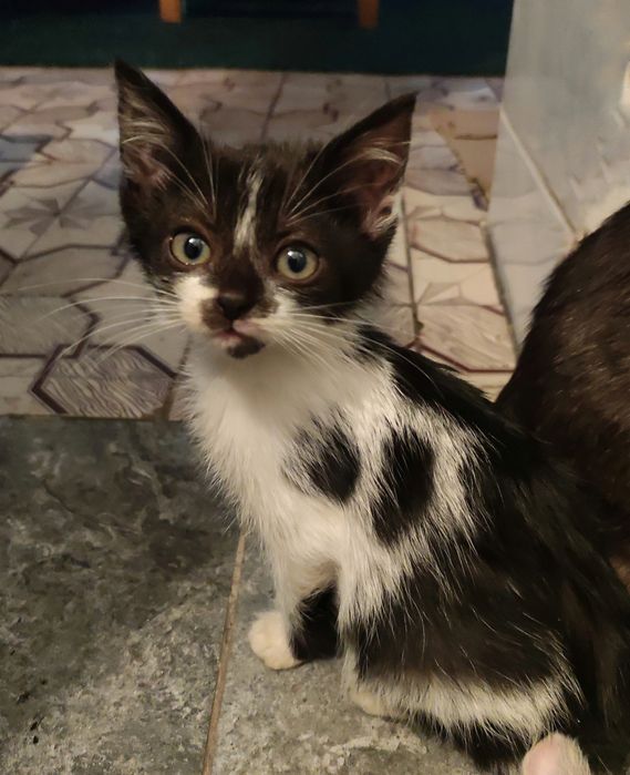 Кошенята,  кішки