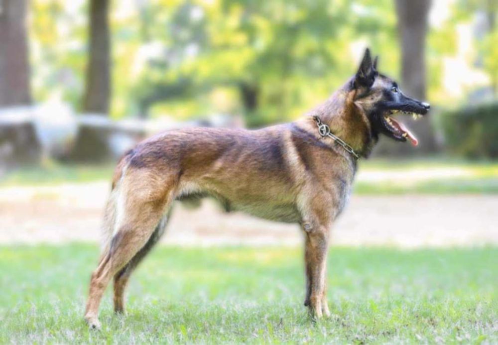 Owczarek Belgijski Malinois