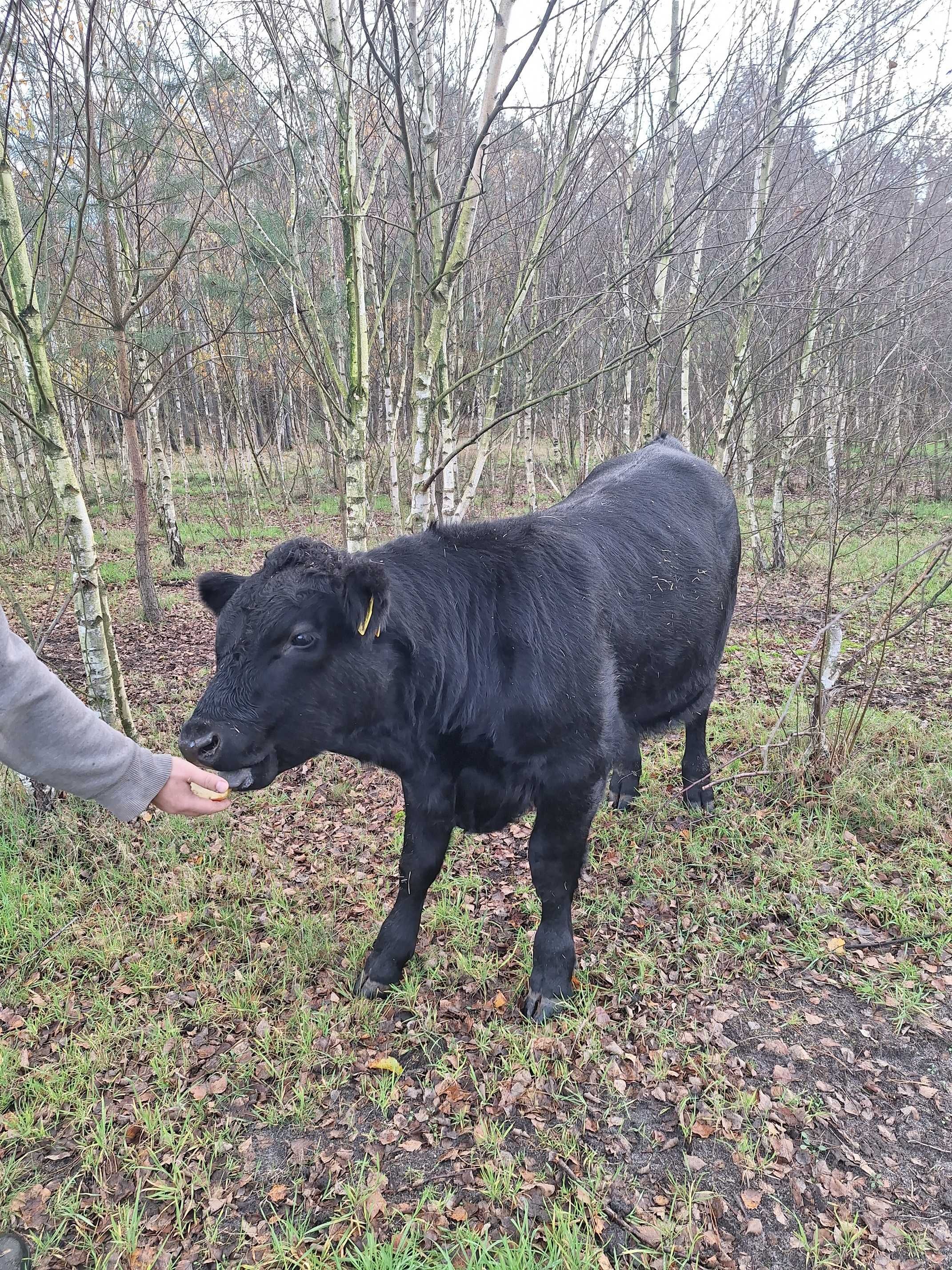 Byk Angus Czarny na rozpłodnika, pod oceną PZHIPBM