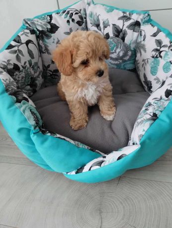 Śliczny piesek maltipoo