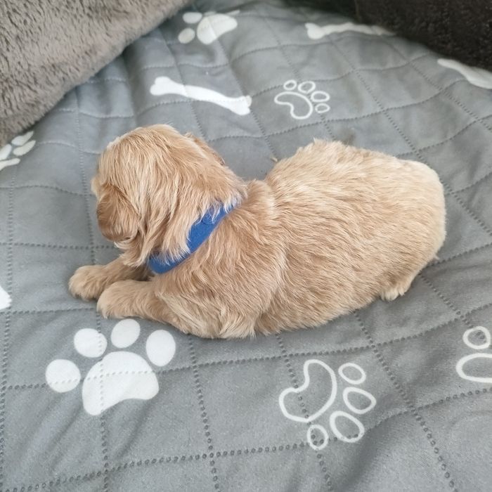 Prześliczny piesek Maltipoo f1