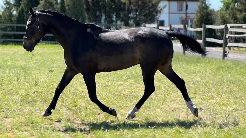 Sprzedam doświadczonego wałacha, startował w konkursach CC.