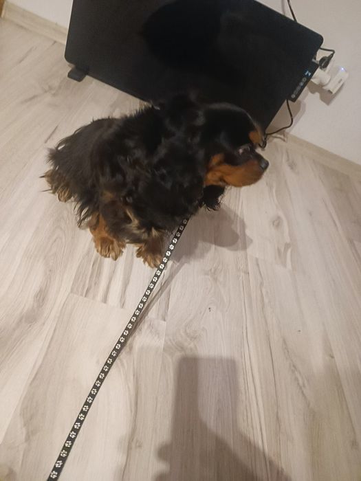 Cavalier King Spaniel sunia