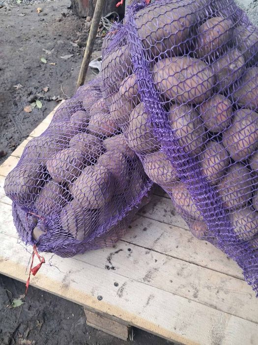 Картопля доставка ( білороса, мелоді) морква