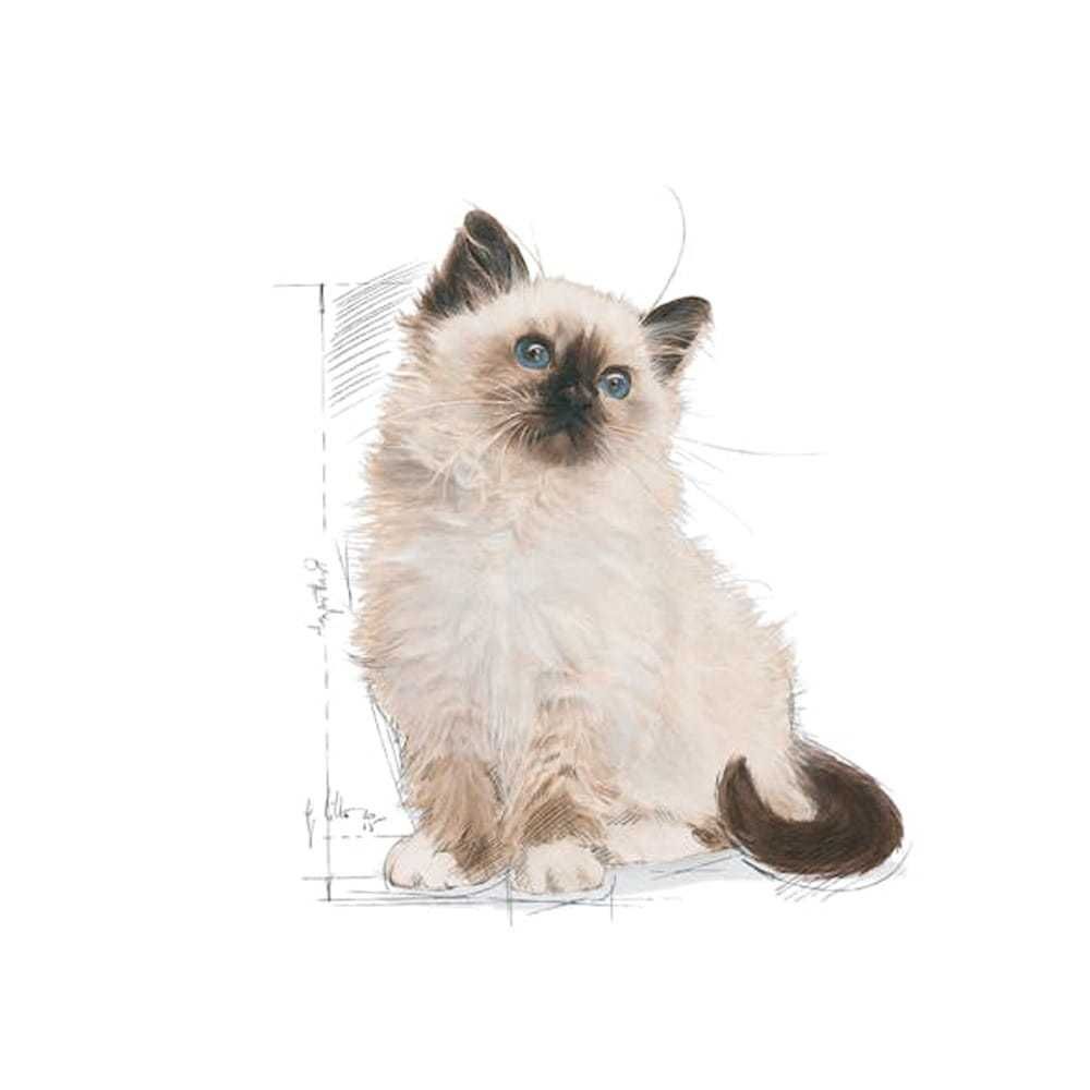 Royal Canin Kitten 10kg sucha karma dla kociąt sklep stacjonarny