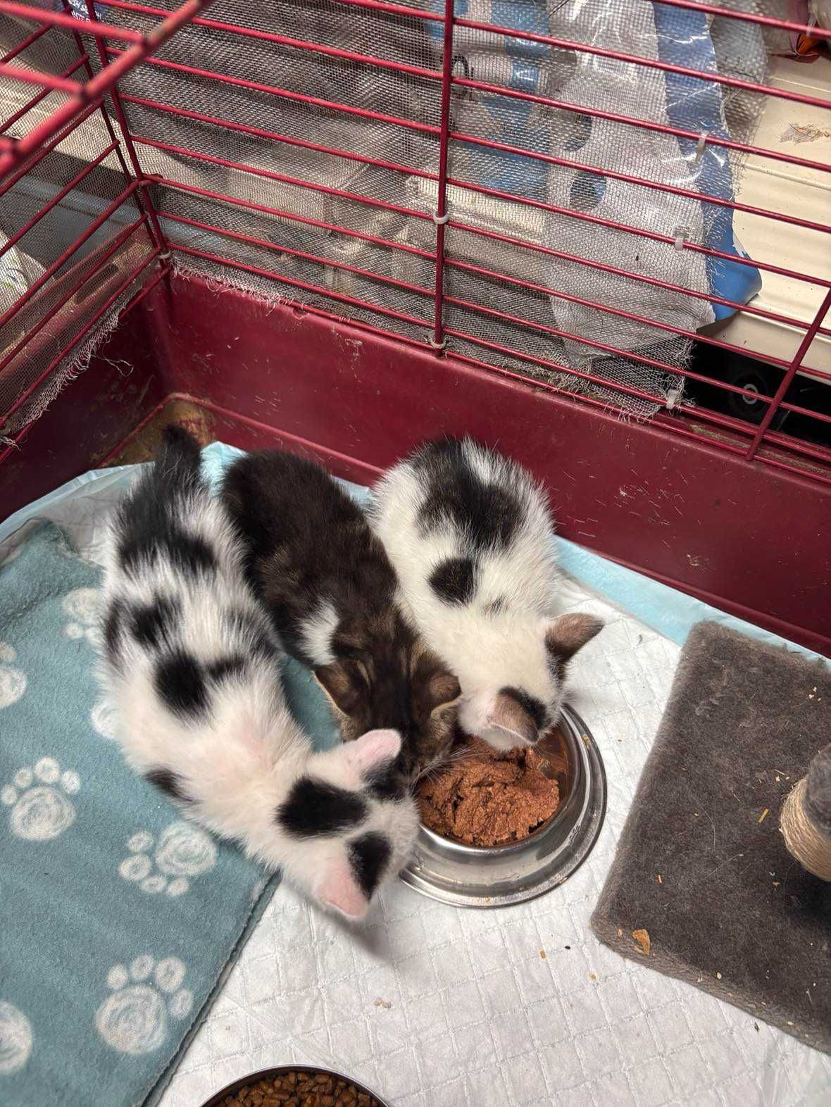 3 piękne kocie dziewczynki do adopcji