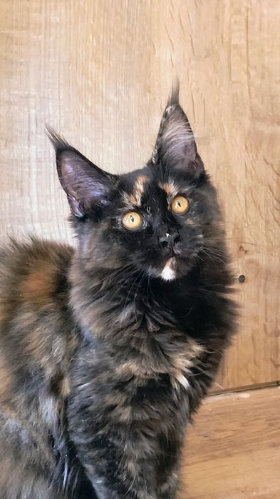 Kotka Maine coon-5 miesięcy -do hodowli