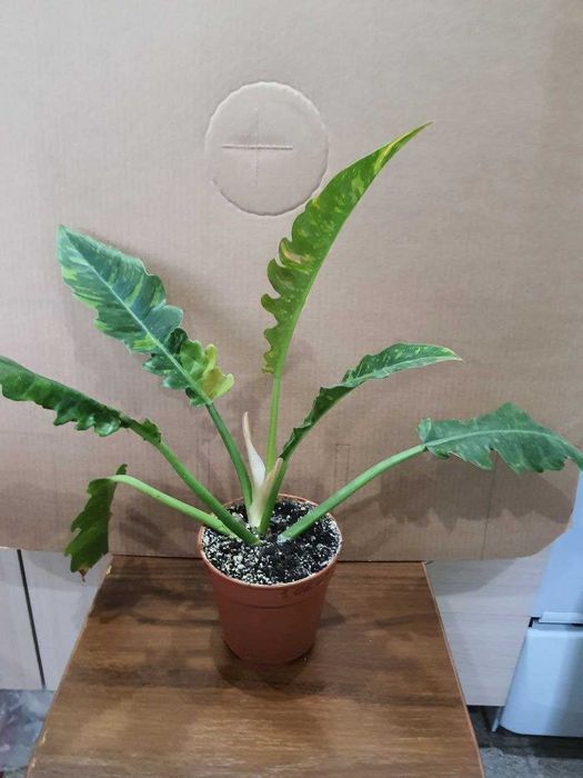 Цикас филодендроны фикусы Кинки Белиз Мокламе