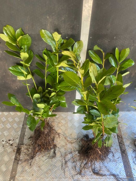 Prunus! Laurowiśnia wschodnia! 100 cm! Sadzimy! Novita! Caucasica!