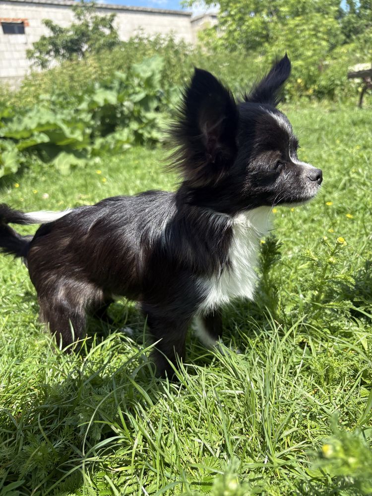 Chihuahua piesek xs