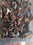 Karaczany madagaskarskie
