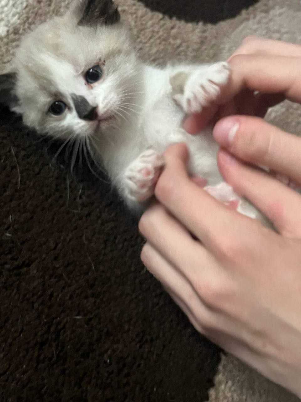 Котята, тайские котята