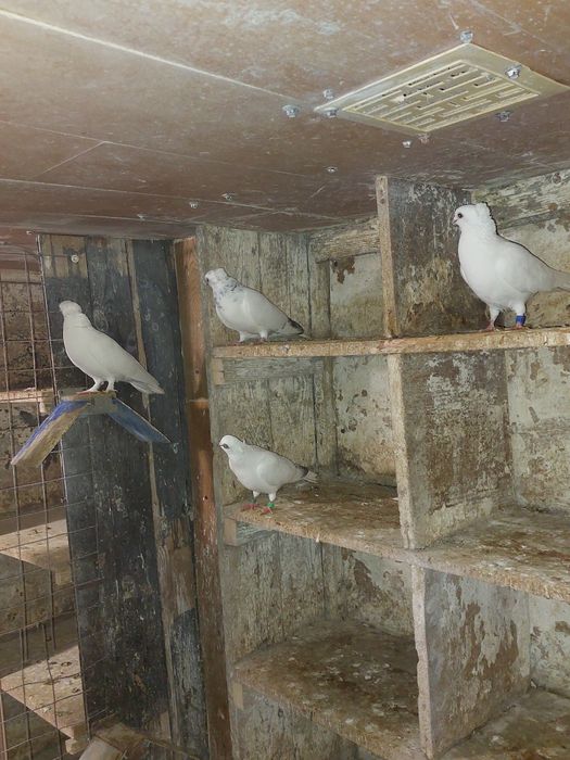 Sprzedam winery z lotu i cepelkę 4szt za 90 zł