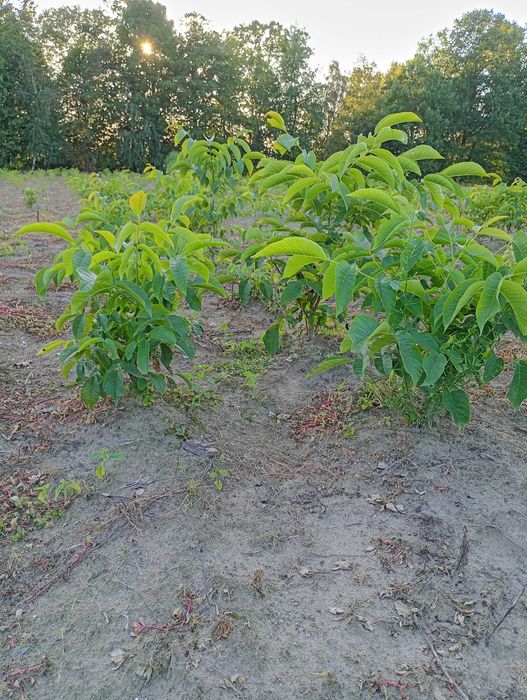 Sadzonki orzecha włoskiego