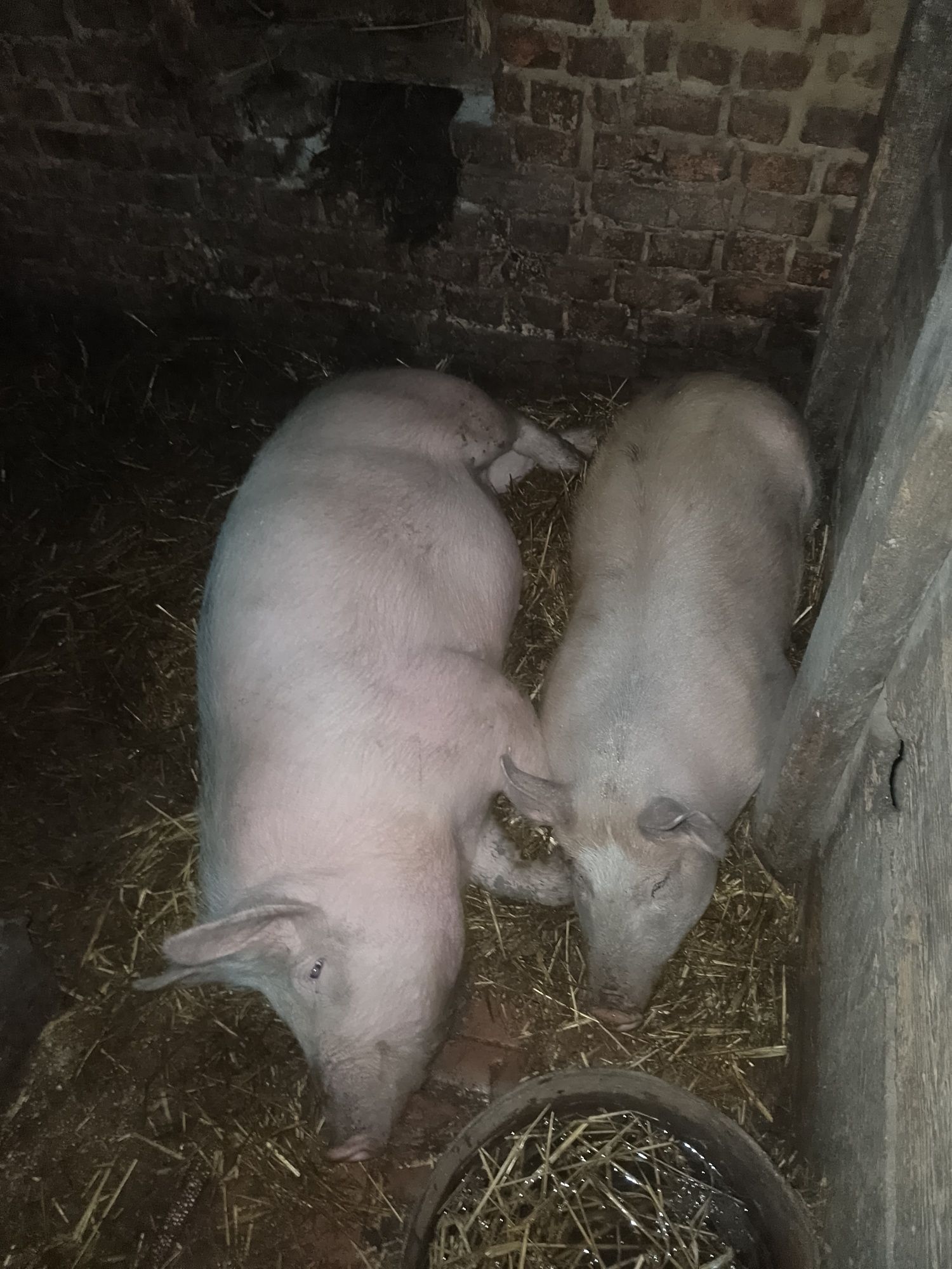Продам свиню кабан живою вага 70грн за кілограм вага порося 140кг