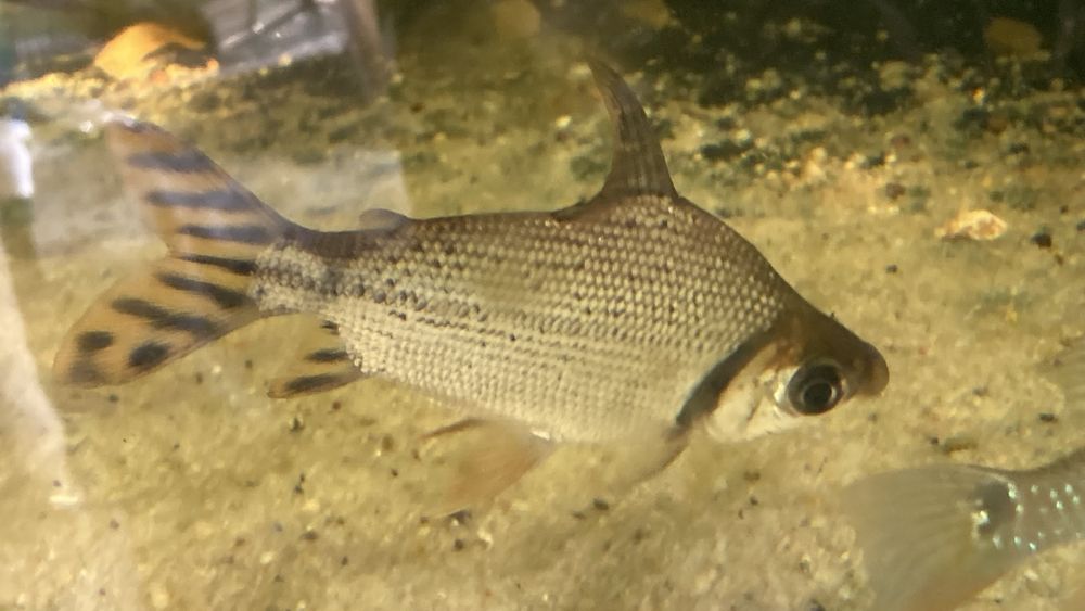 TABU FLAGTAIL Semaprochilodus Leszczanka W-wa