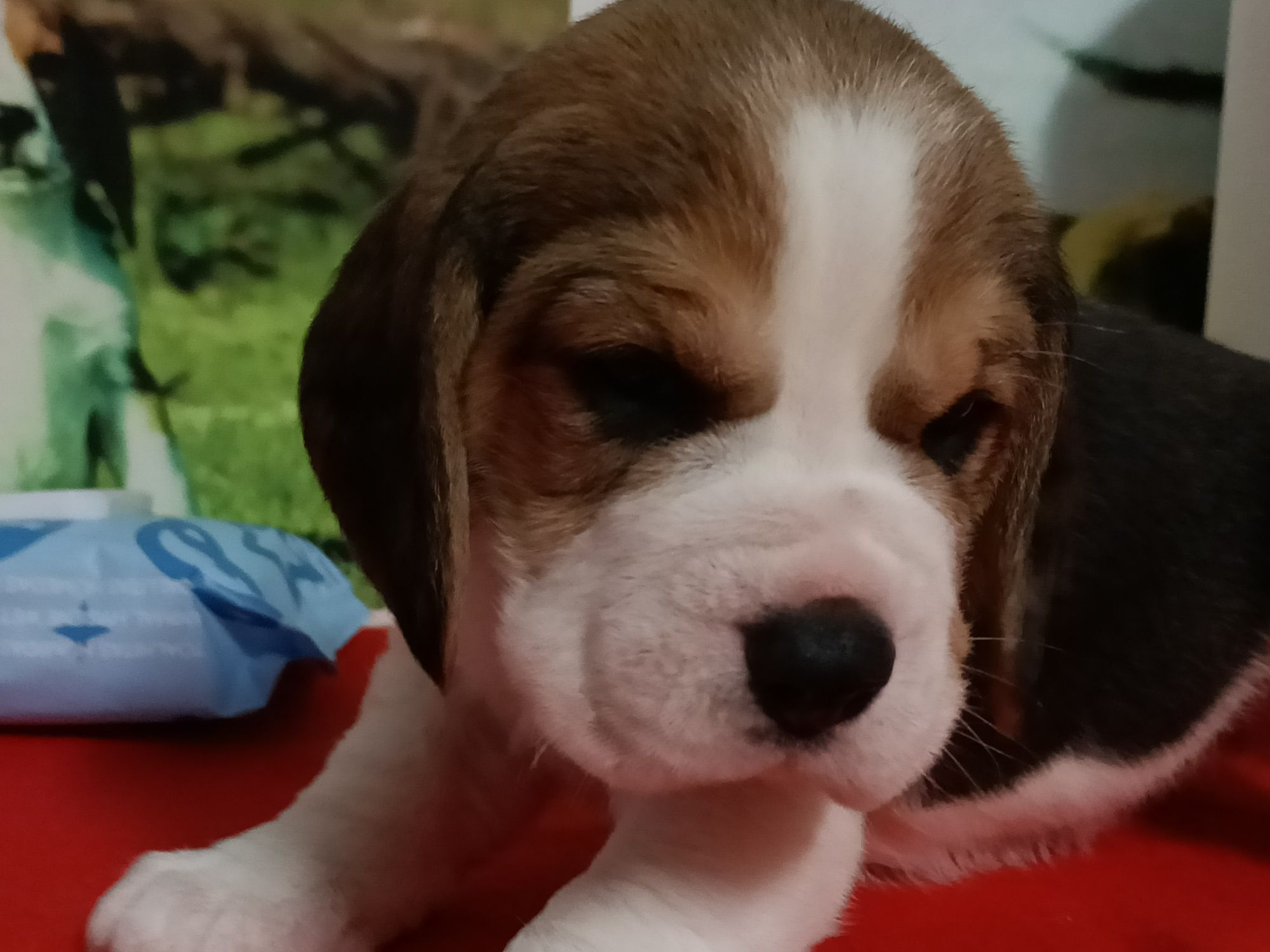 Cachorro Beagle com Lop