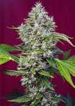 Promocja wakacyjna Lemon Kush - Automaty Fem Nasiona Marihuany 10szt