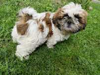 Psy za darmo shih-tzu