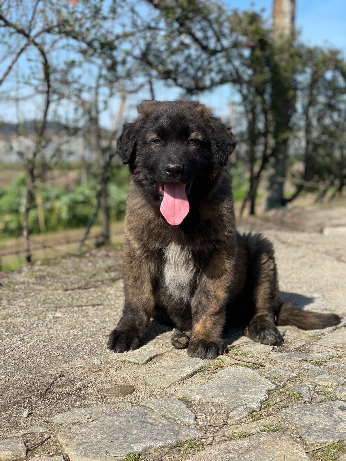 Cachorro Serra da Estrela