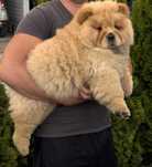 Chow chow ruda suczka