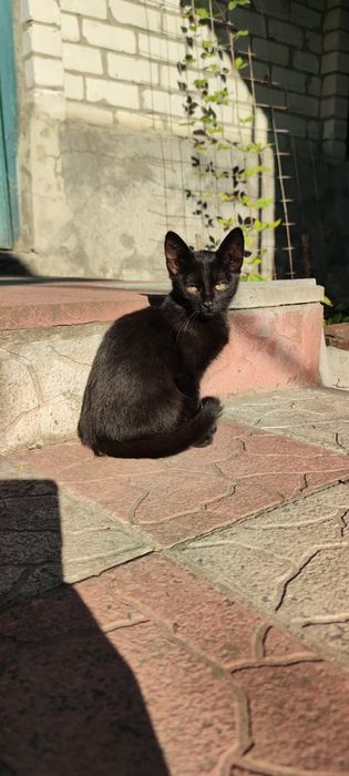 Чорненький хлопчик шукае дім