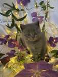 Кошенята (шотландські кошенята)