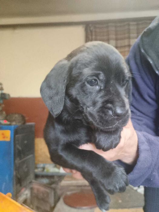 Cocer spaniel oddam szczeniaki