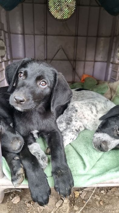 Cadelinha para adoção